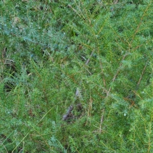 Juniperus communis at Isaacs, ACT - 7 Jul 2022