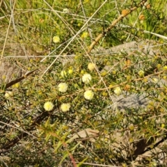 Acacia ulicifolia (Prickly Moses) at Jerrabomberra, ACT - 7 Jul 2022 by Mike