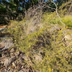 Acacia ulicifolia at Jerrabomberra, ACT - 7 Jul 2022