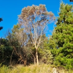 Eucalyptus (genus) (A Gum Tree) at Jerrabomberra, ACT - 7 Jul 2022 by Mike
