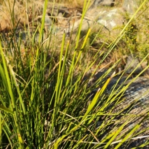 Lomandra longifolia at Jerrabomberra, ACT - 7 Jul 2022 03:50 PM