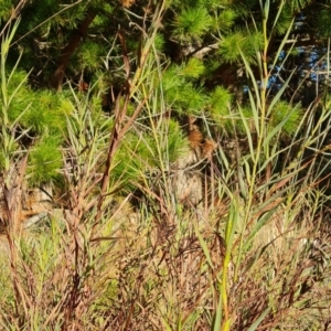 Stypandra glauca at Jerrabomberra, ACT - 7 Jul 2022