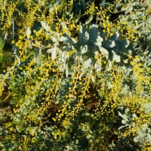 Acacia baileyana at Jerrabomberra, ACT - 7 Jul 2022