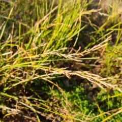 Lepidosperma laterale (Variable Sword Sedge) at Jerrabomberra, ACT - 7 Jul 2022 by Mike