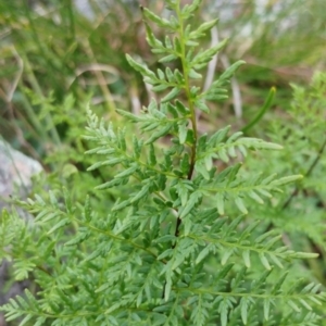 Cheilanthes austrotenuifolia at Molonglo Valley, ACT - 6 Jul 2022 02:15 PM