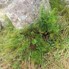 Cheilanthes austrotenuifolia at Molonglo Valley, ACT - 6 Jul 2022