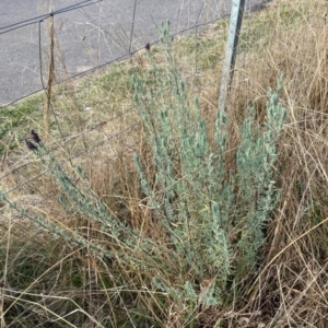 Lavandula stoechas at Hackett, ACT - 6 Jul 2022 03:25 PM