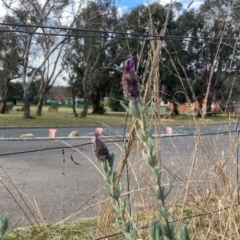 Lavandula stoechas at Hackett, ACT - 6 Jul 2022 03:25 PM