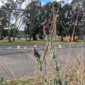 Lavandula stoechas at Hackett, ACT - 6 Jul 2022