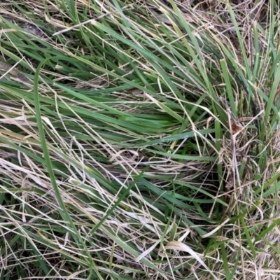 Nassella neesiana (Chilean Needlegrass) at Hackett, ACT - 6 Jul 2022 by waltraud