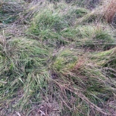 Nassella neesiana (Chilean Needlegrass) at Hackett, ACT - 6 Jul 2022 by waltraud