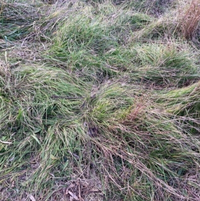 Nassella neesiana (Chilean Needlegrass) at Hackett, ACT - 6 Jul 2022 by waltraud