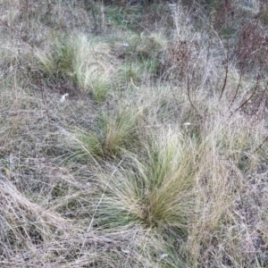 Nassella trichotoma at Hackett, ACT - 6 Jul 2022