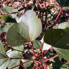 Brachychiton populneus (Kurrajong) at Hughes, ACT - 7 Jul 2022 by KL