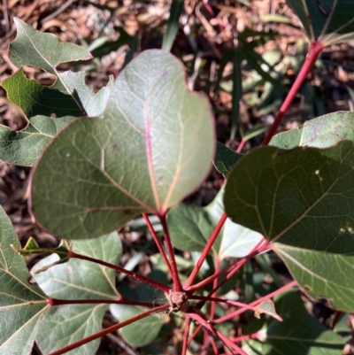 Brachychiton populneus (Kurrajong) at Hughes, ACT - 7 Jul 2022 by KL