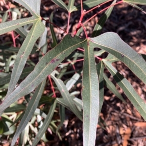 Brachychiton populneus at Hughes, ACT - 7 Jul 2022