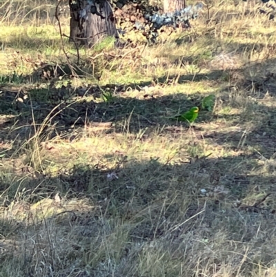 Polytelis swainsonii (Superb Parrot) at Hughes, ACT - 7 Jul 2022 by KL