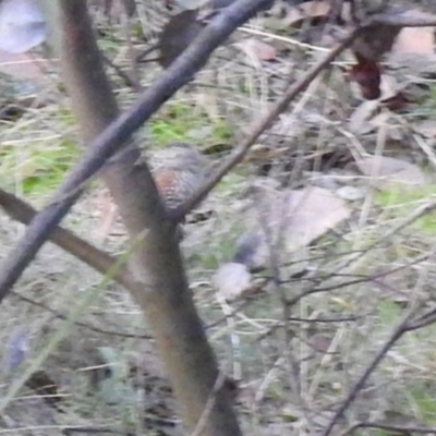 Turnix varius (Painted Buttonquail) at Carwoola, NSW - 28 Jun 2022 by Liam.m