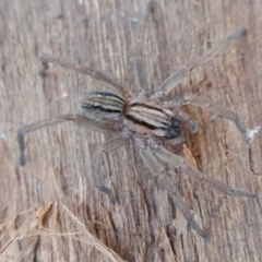 Miturga sp. (genus) (Unidentified False wolf spider) at Rugosa - 7 Jul 2022 by SenexRugosus