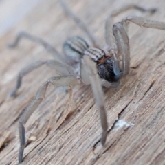 Miturga sp. (genus) at Yass River, NSW - 7 Jul 2022