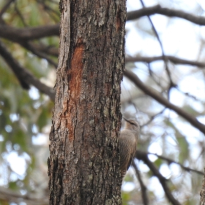 Climacteris picumnus victoriae (Brown Treecreeper) at Tarcutta, NSW - 29 May 2022 by Liam.m