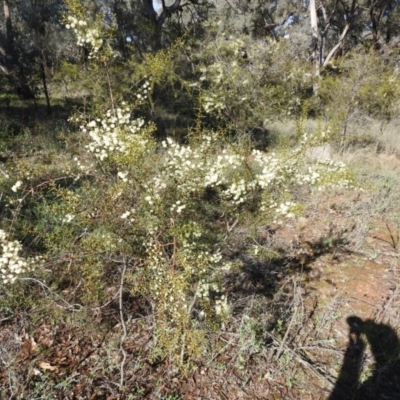 Acacia genistifolia (Early Wattle) at Tarcutta, NSW - 29 May 2022 by Liam.m