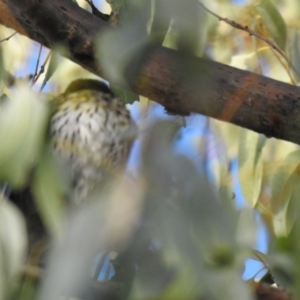 Oriolus sagittatus at Wagga Wagga, NSW - 29 May 2022