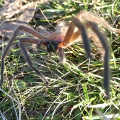 Delena cancerides (Social huntsman spider) at Yass River, NSW - 7 Jul 2022 by SenexRugosus