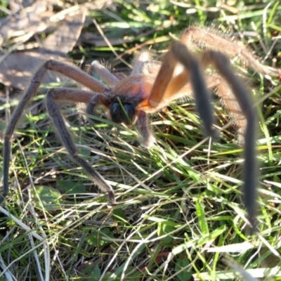 Delena cancerides (Social huntsman spider) at Yass River, NSW - 7 Jul 2022 by SenexRugosus