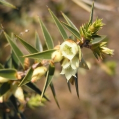 Melichrus urceolatus (Urn Heath) at Kambah, ACT - 7 Jul 2022 by MatthewFrawley