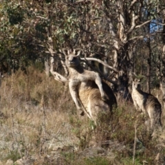 Macropus giganteus (Eastern Grey Kangaroo) at Mount Taylor - 7 Jul 2022 by MatthewFrawley