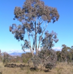 Eucalyptus melliodora (Yellow Box) at Kambah, ACT - 7 Jul 2022 by MatthewFrawley
