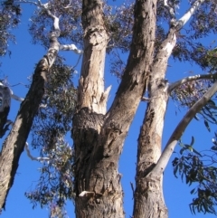 Eucalyptus melliodora at Mount Taylor - 7 Jul 2022 11:20 AM