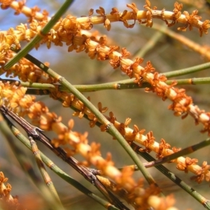 Allocasuarina verticillata at Kambah, ACT - 7 Jul 2022