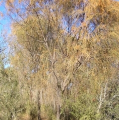 Allocasuarina verticillata at Kambah, ACT - 7 Jul 2022 11:34 AM