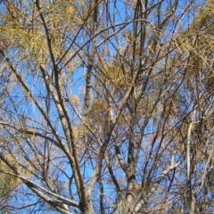 Allocasuarina verticillata at Kambah, ACT - 7 Jul 2022 11:34 AM