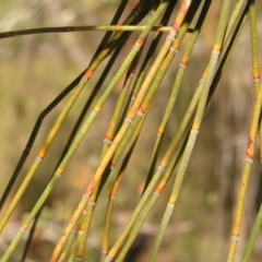 Allocasuarina verticillata at Kambah, ACT - 7 Jul 2022