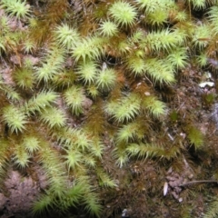 Bartramiaceae at Mount Taylor - 7 Jul 2022 by MatthewFrawley