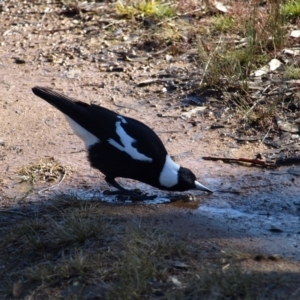 Gymnorhina tibicen at Kambah, ACT - 7 Jul 2022