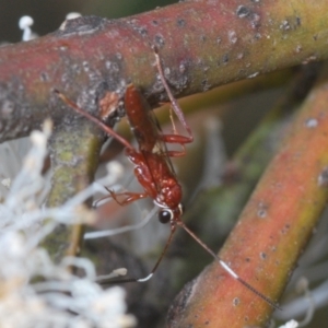 Ichneumonoidea (Superfamily) at Yarralumla, ACT - 30 Jun 2022 02:50 PM