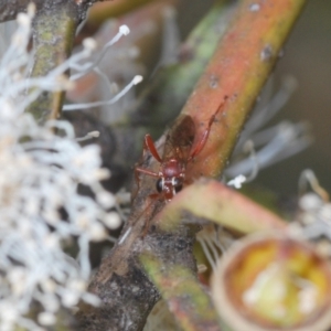 Ichneumonoidea (Superfamily) at Yarralumla, ACT - 30 Jun 2022 02:50 PM