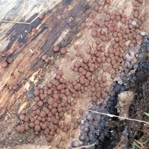 Hypoxylon howeianum at Cook, ACT - 8 Jul 2022 07:51 AM