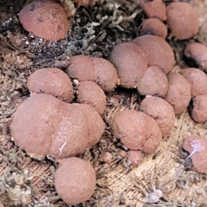 Hypoxylon howeianum at Cook, ACT - 8 Jul 2022 07:51 AM