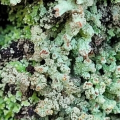 Cladonia sp. (genus) at Cook, ACT - 8 Jul 2022