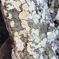 Corticioid fungi at Mount Painter - 7 Jul 2022 by trevorpreston