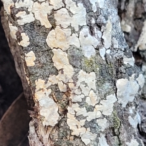 Corticioid fungi at Cook, ACT - 8 Jul 2022