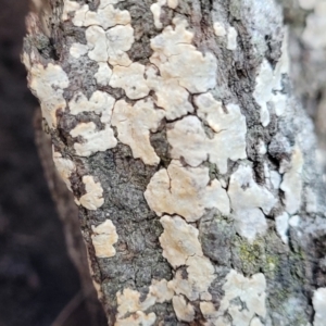 Corticioid fungi at Cook, ACT - 8 Jul 2022