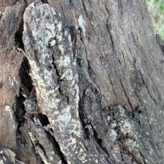 Corticioid fungi at Cook, ACT - 8 Jul 2022