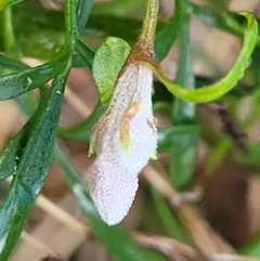 Clematis leptophylla at Cook, ACT - 8 Jul 2022