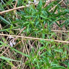 Clematis leptophylla at Cook, ACT - 8 Jul 2022